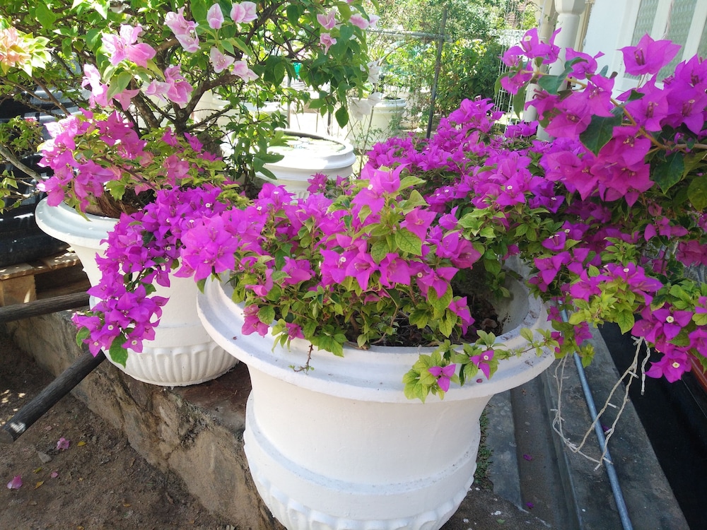 Aroma Villa
