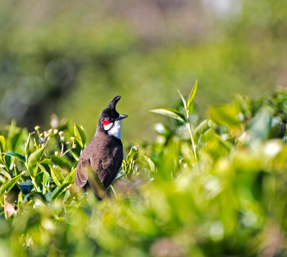 Teanest Nightingale - Nature Resorts