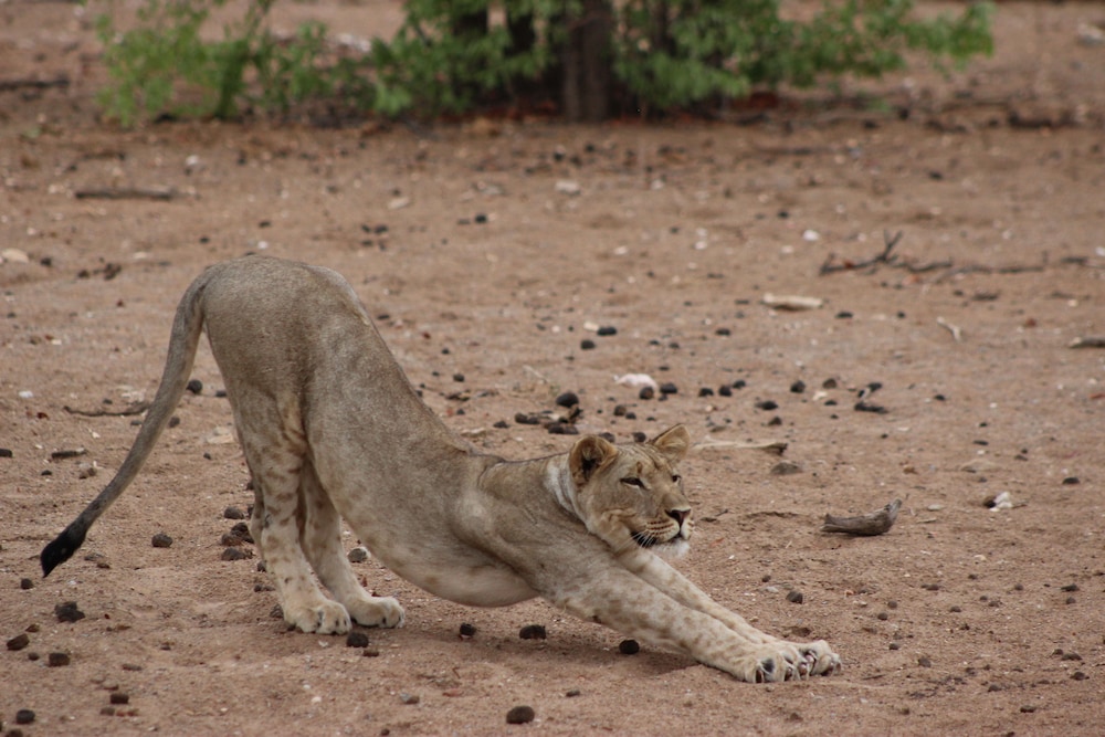 Hobatere Lodge