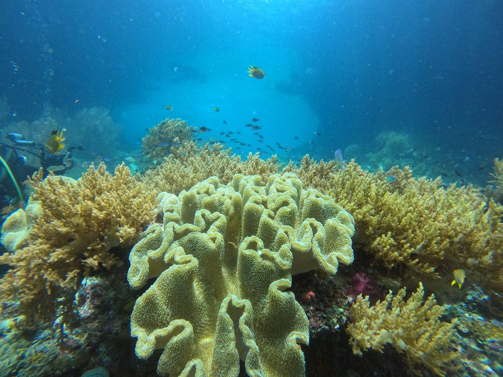 ANDAU DIVE RESORT - RAJA AMPAT