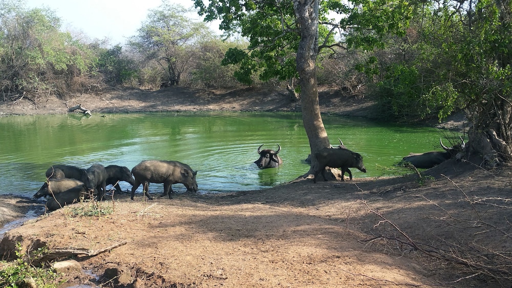 Yala Avian Eye Safari