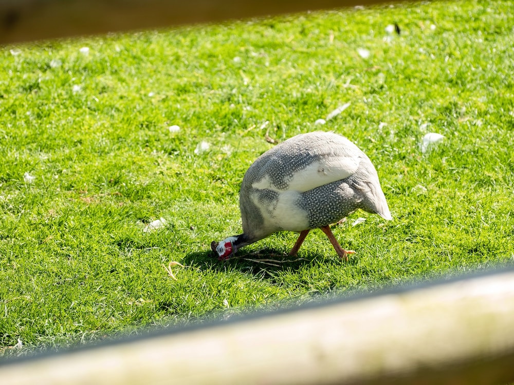 Puffin Lodge