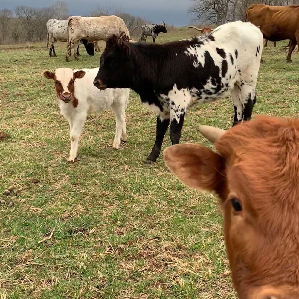 Lawrence Vacations - Circle S Ranch - Property Image 61