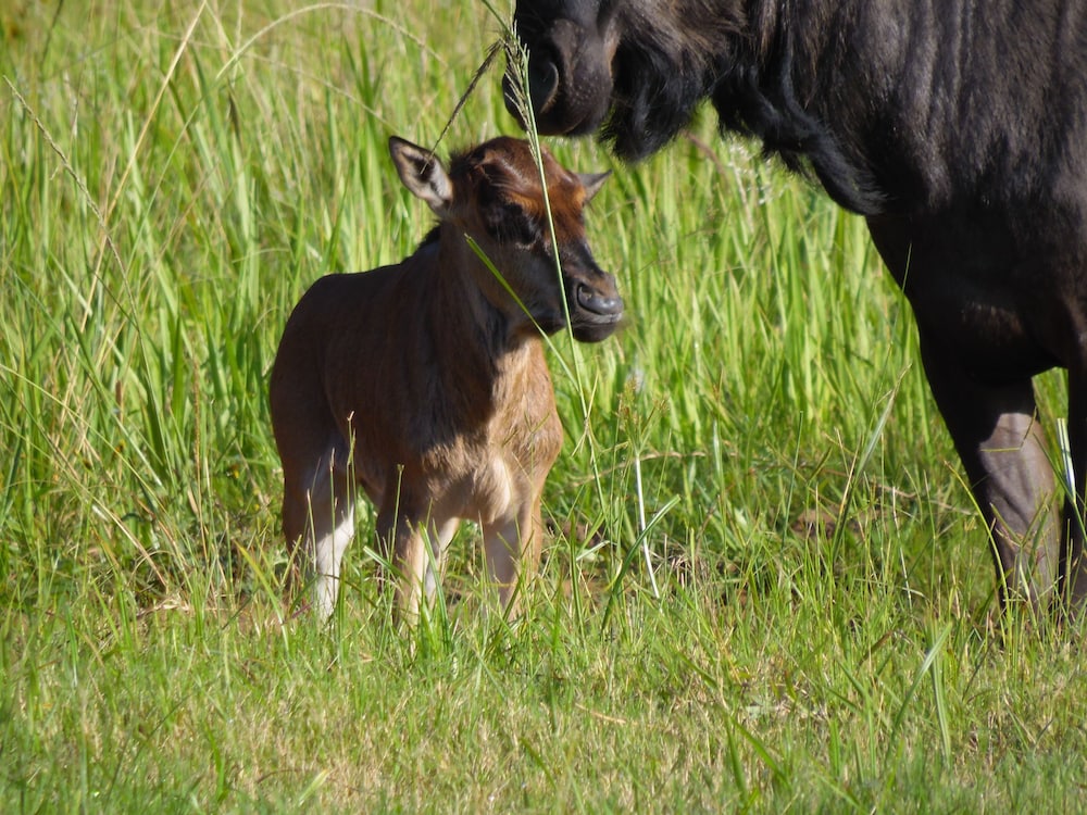 Monzi Safari Lodge