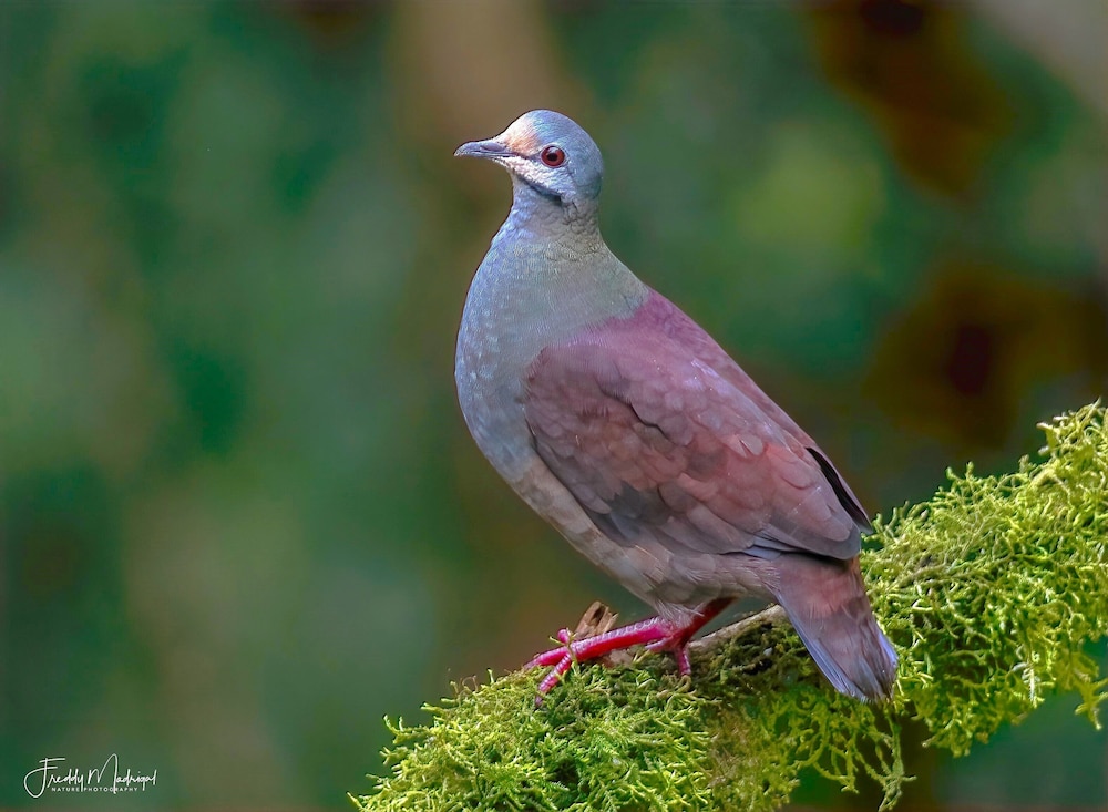 Sueños Natura Birding & Photography