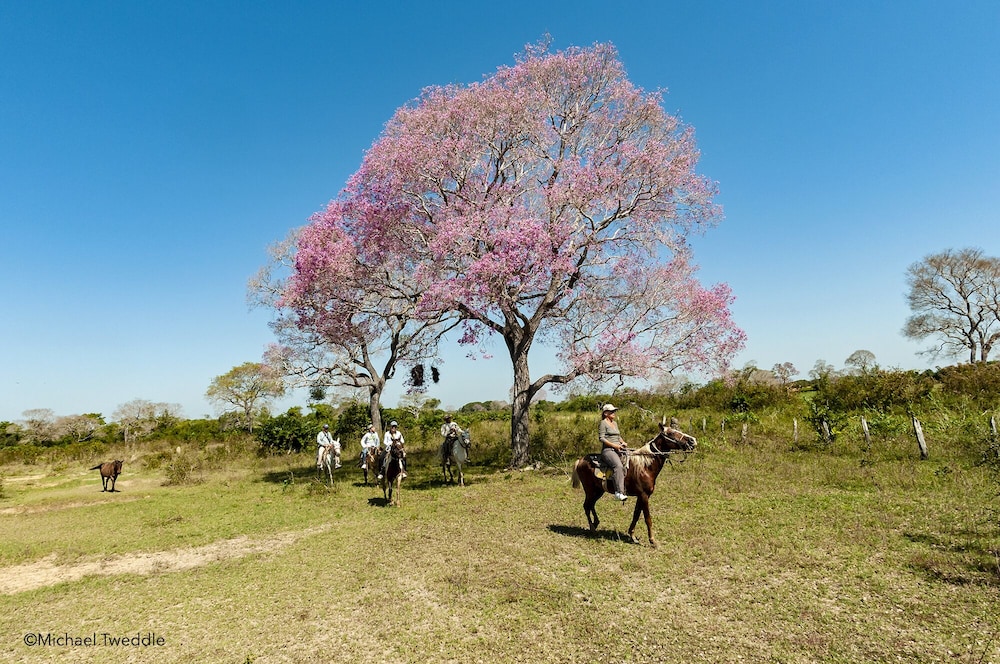 SouthWild Pantanal Lodge