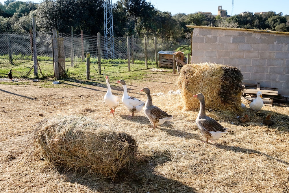 Can Barnosell - Els Masos d'en Coll