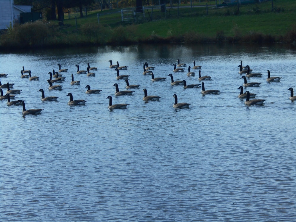 Photo 42