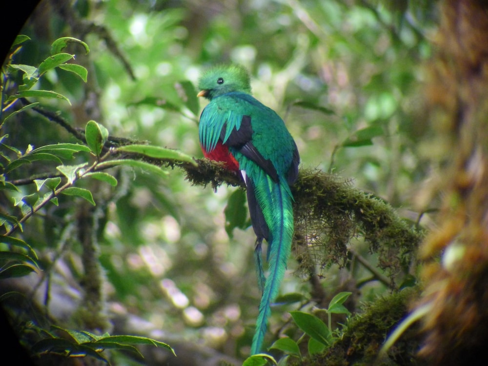 Monteverde Cloud Forest Vacations - Monteverde Lodge  Gardens by Boena - Property Image 8