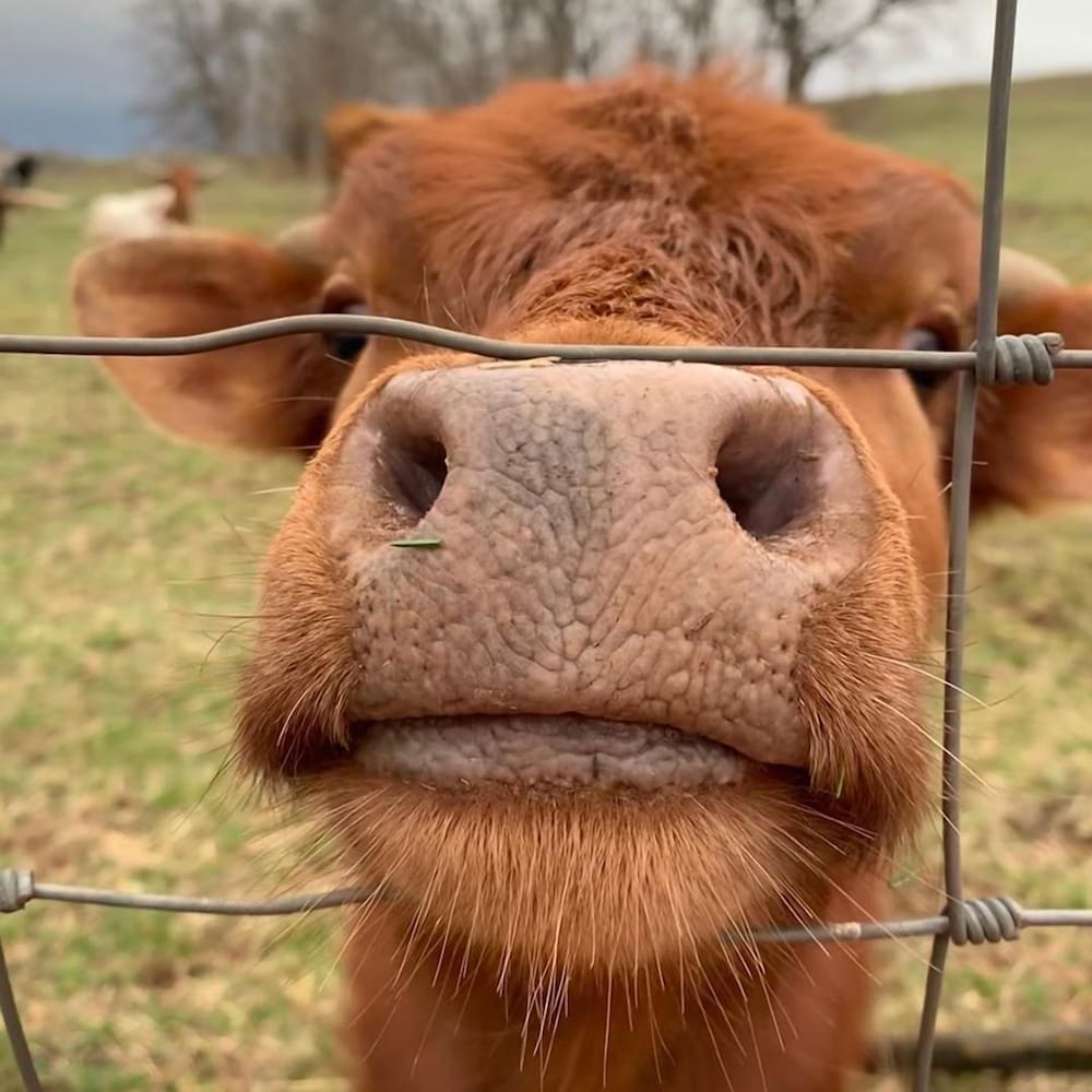 Lawrence Vacations - Circle S Ranch - Property Image 59