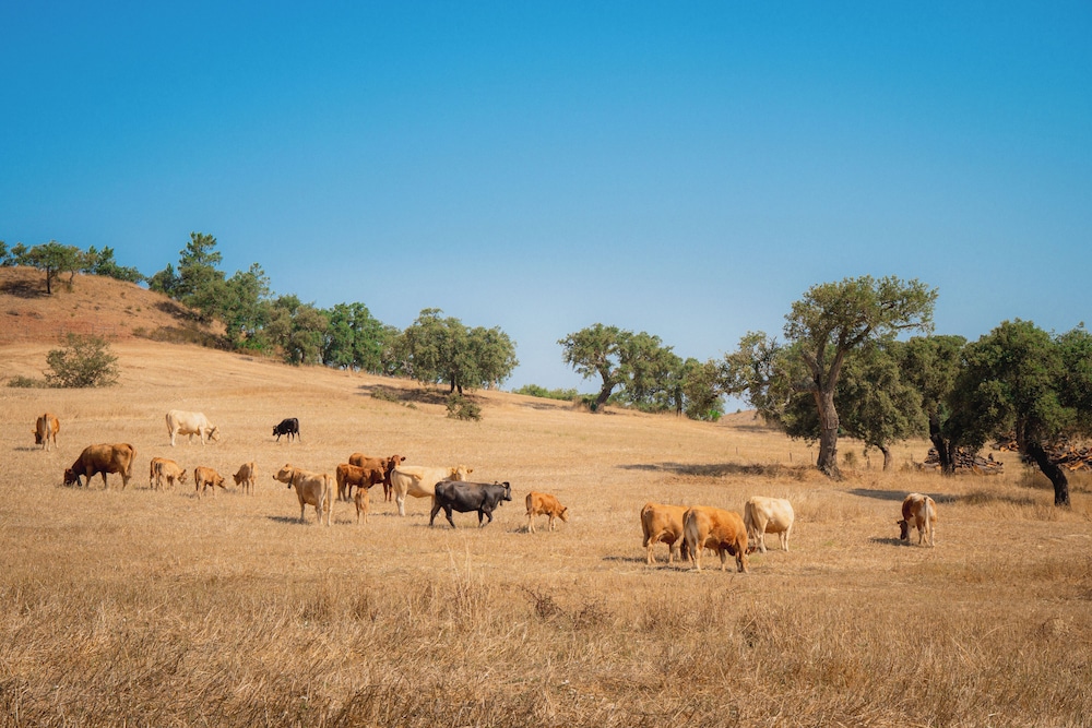 Herdade do Carregouçal