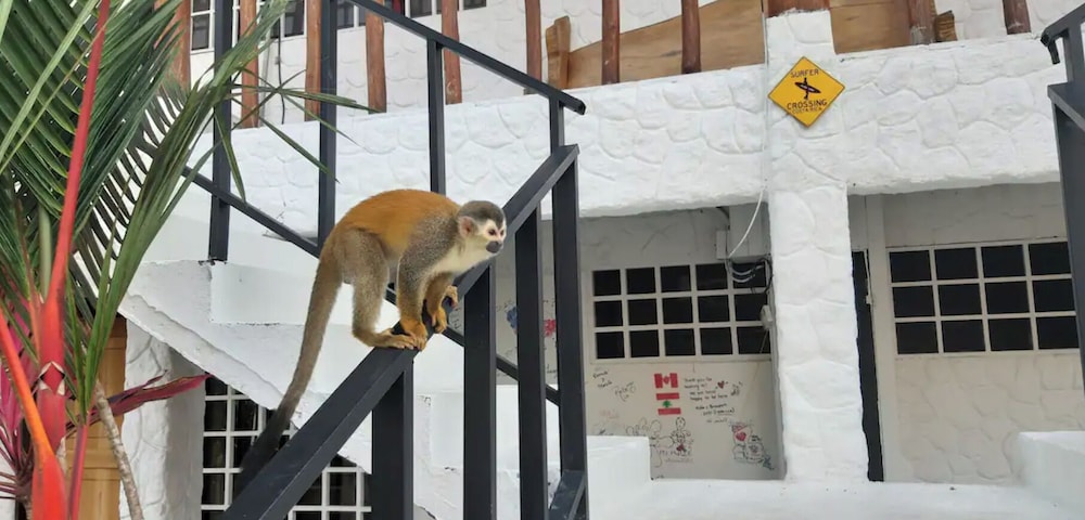 Mi Zaru Sea View Animal Paradise