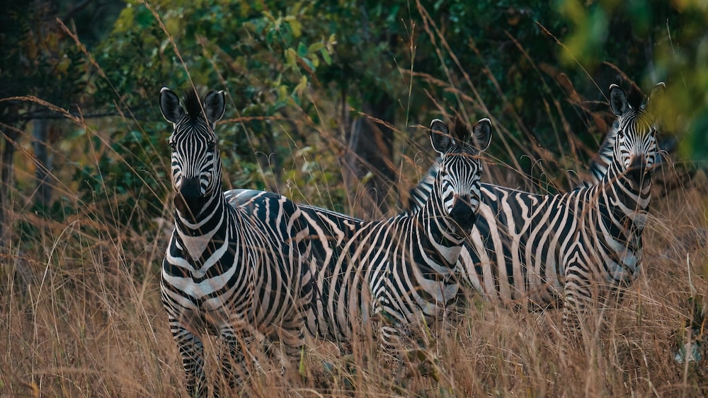 Mukambi Fig Tree Bush Camp – All Inclusive