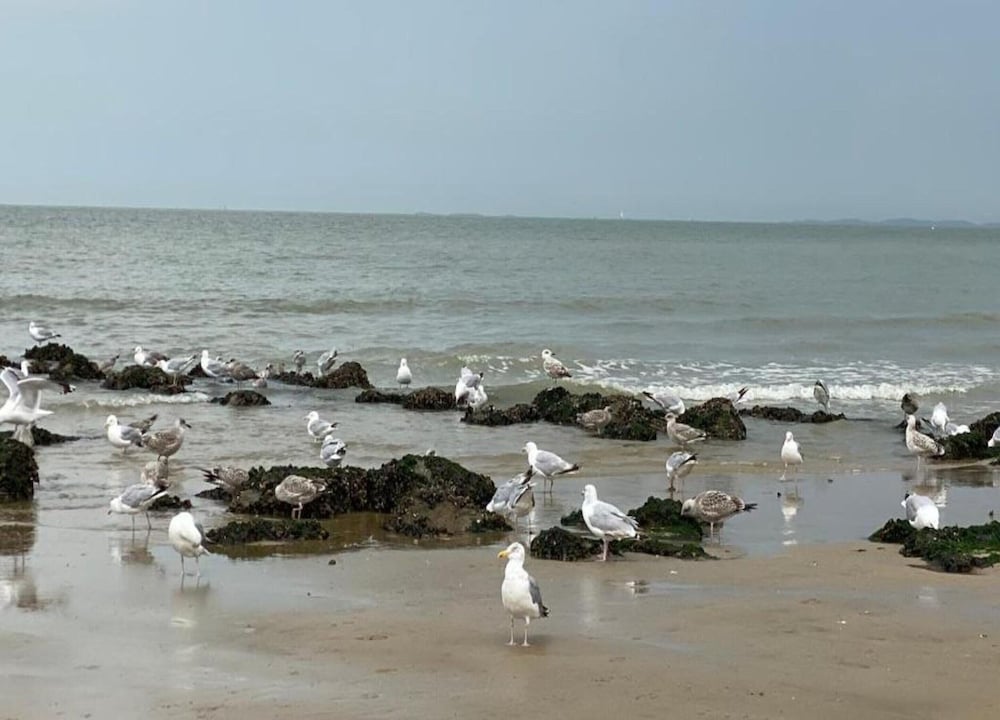Knokke Beach Hideaway