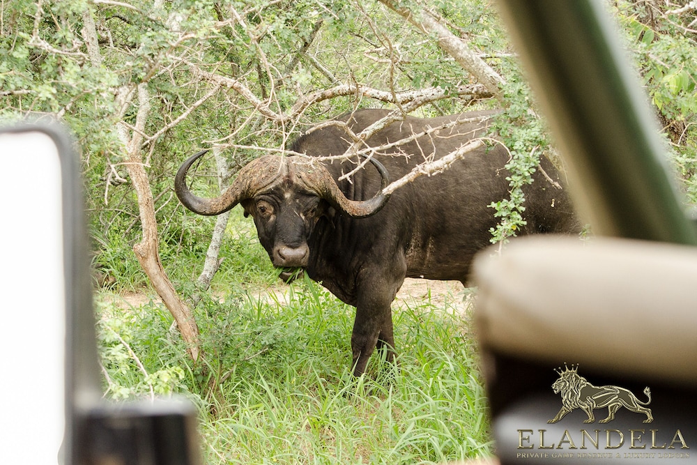 Elandela Private Game Reserve & Luxury Lodge