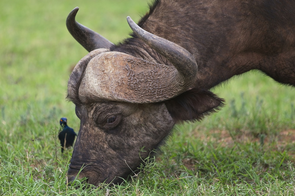 Elephants Lodge - Bellevue Forest Reserve