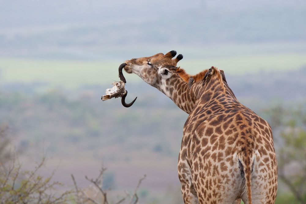 Amakhosi Safari Lodge and SPA