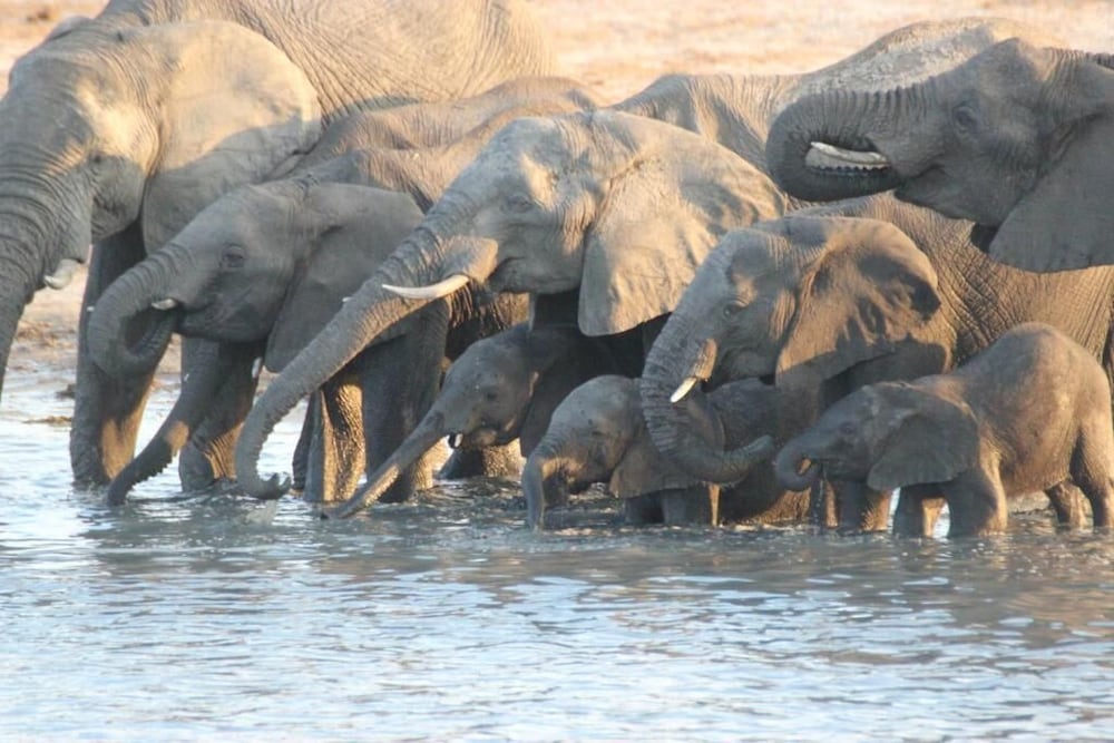 Elephant's Eye, Hwange