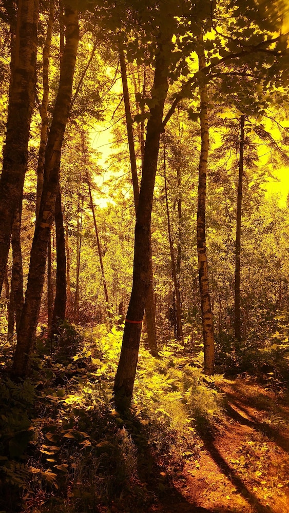 Shire In The Woods