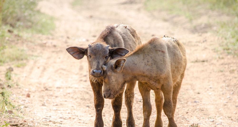 Elandela Private Game Reserve & Luxury Lodge