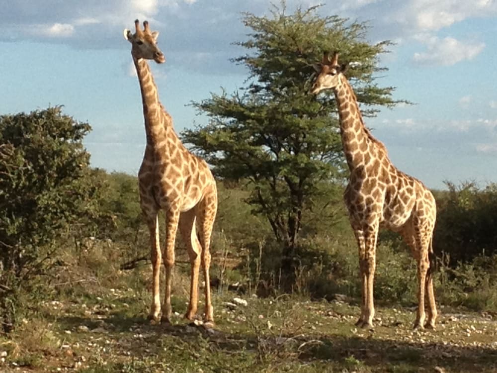 Aloegrove Safari Lodge