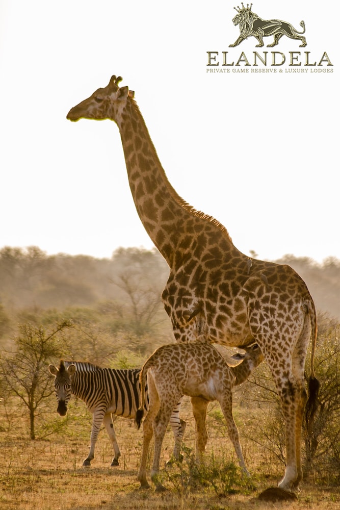 Elandela Private Game Reserve & Luxury Lodge