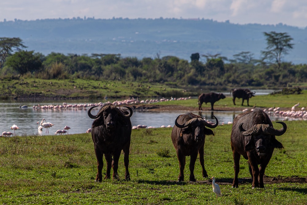 Mbweha Camp Lake Nakuru