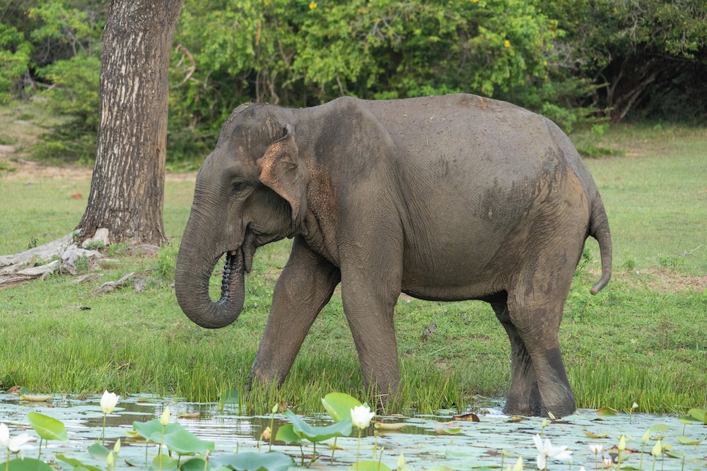 Jetwing Jungle Lodge, A Luxury Reserve