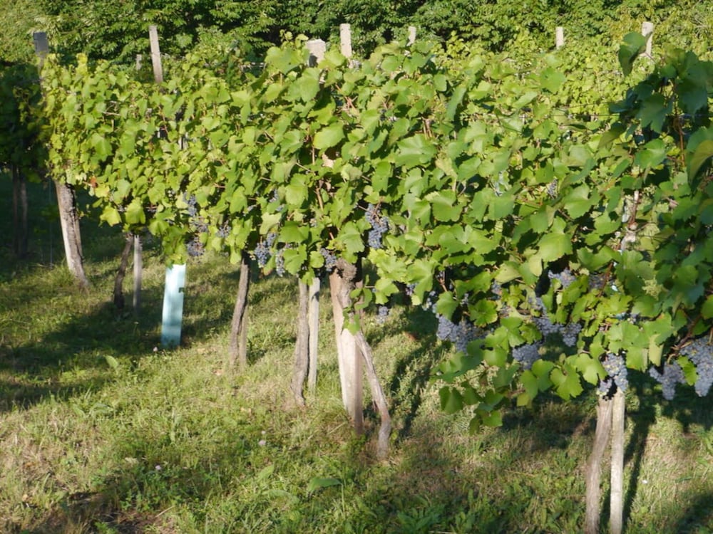 Kellerstockl am Hamerlberg/strem