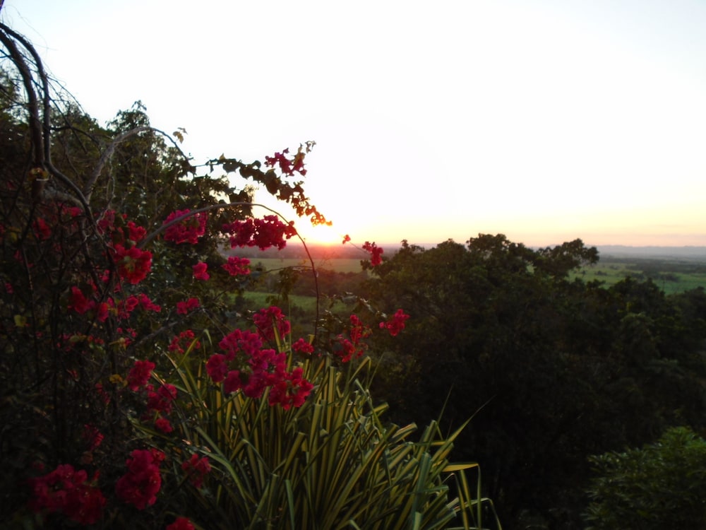 Sunset Heal Jamaica
