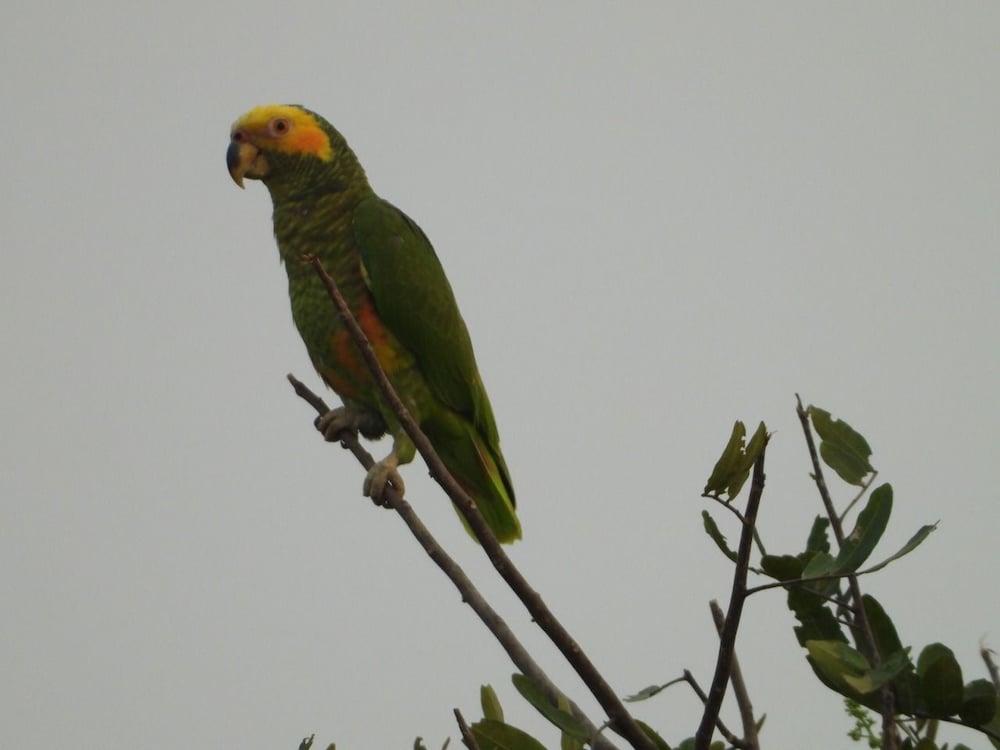 other