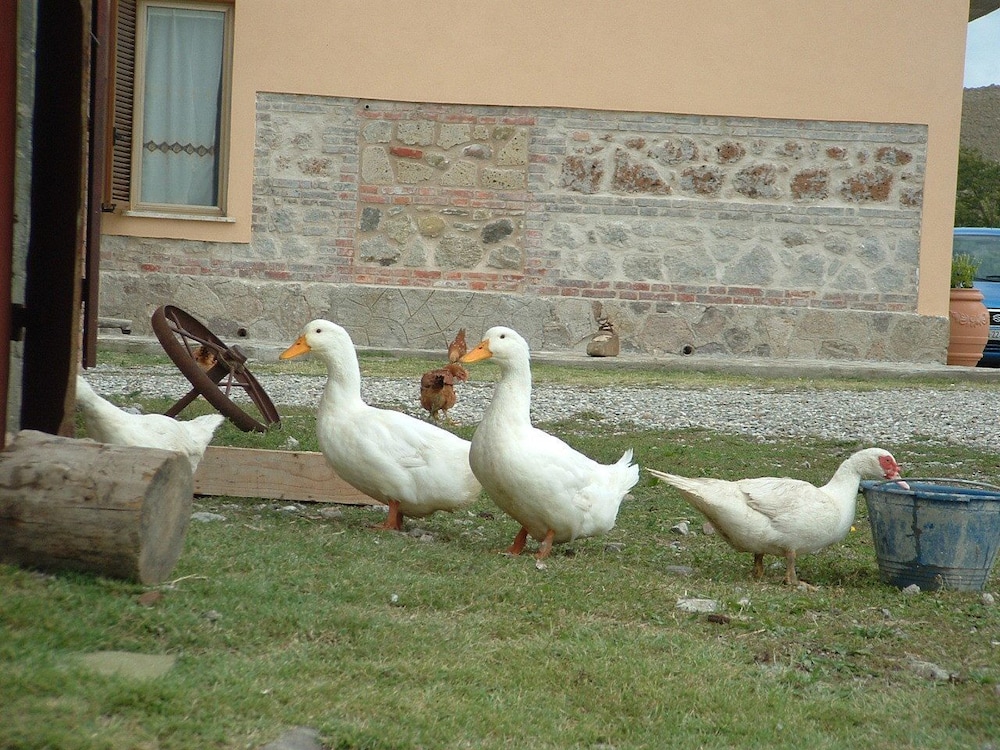 Sant'Apollinare