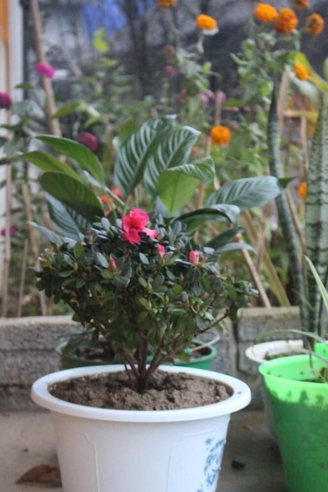 Photo 42