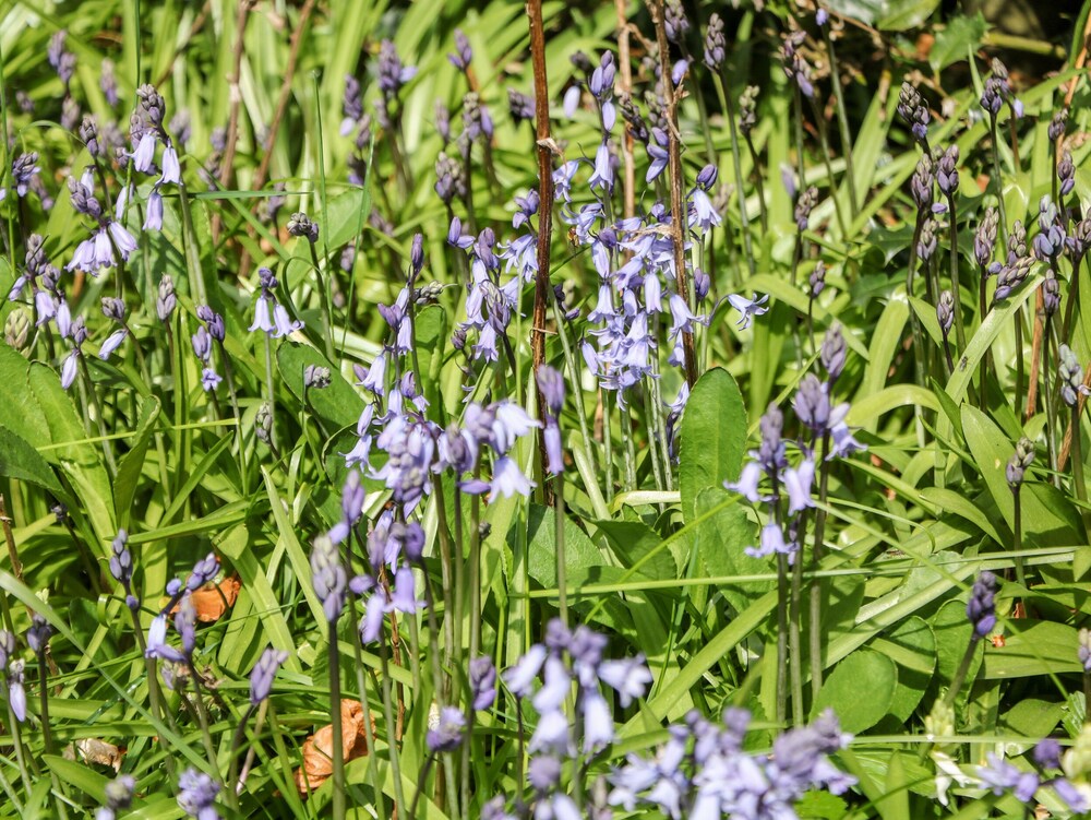 Loose Hill Lea
