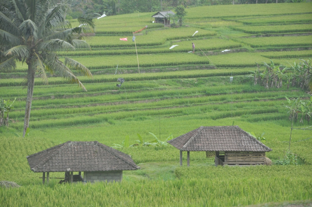 Tepi Sawah Lodge