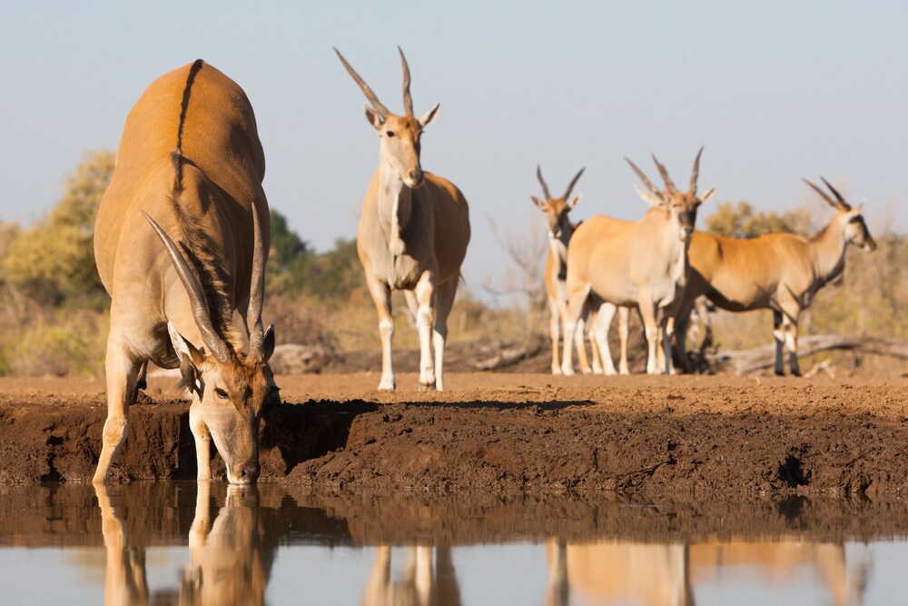 Kolokolo Safari Home – Mashatu Game Reserve