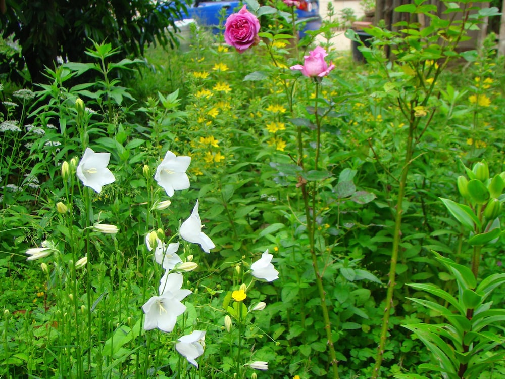 Le jardin de Saint Jean