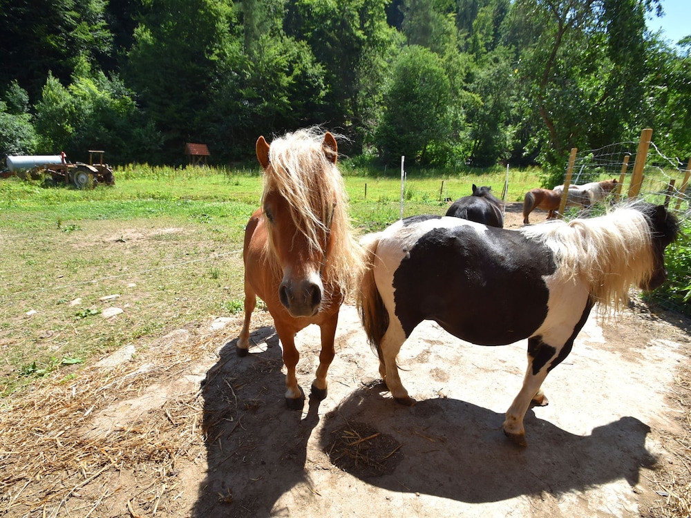 Holiday Farm Situated Next to the Kellerwald-edersee National Park With a Sunbathing Lawn