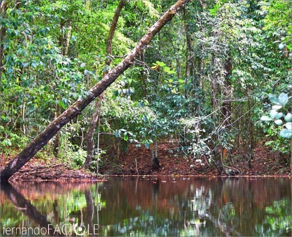 Corcovado Adventures Tent Camp