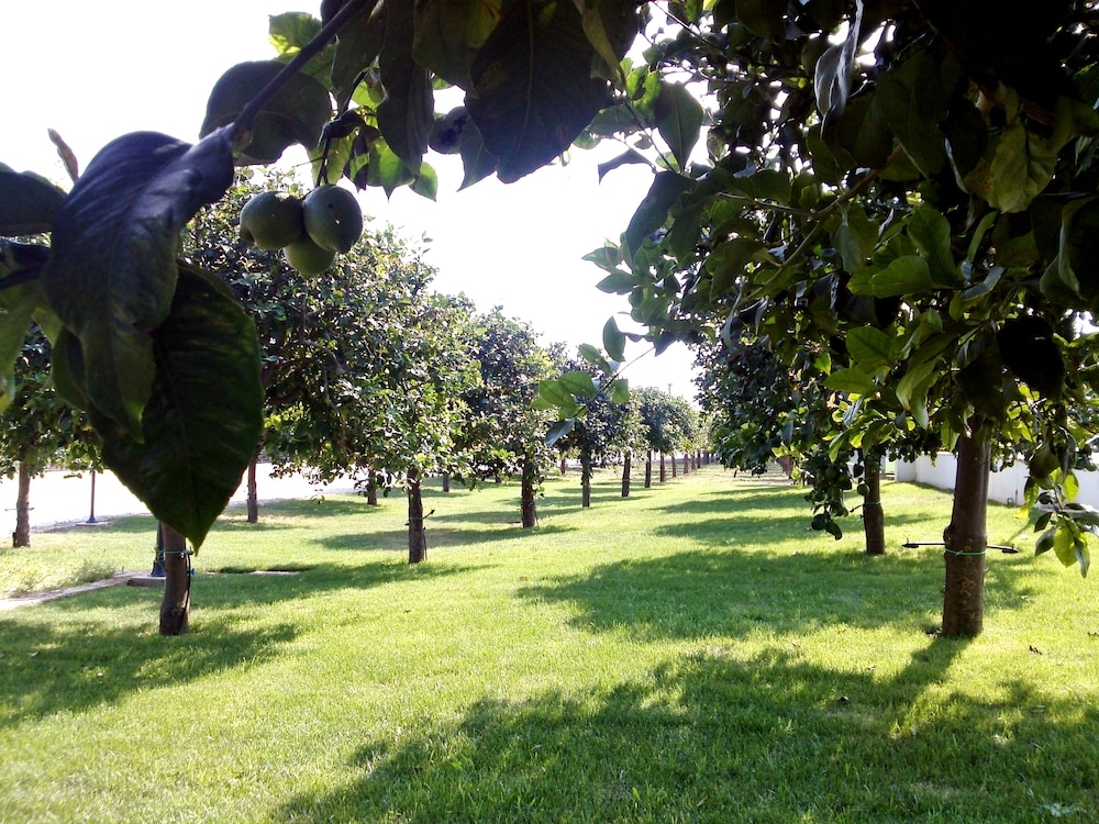 Agriturismo Terra dei Limoni