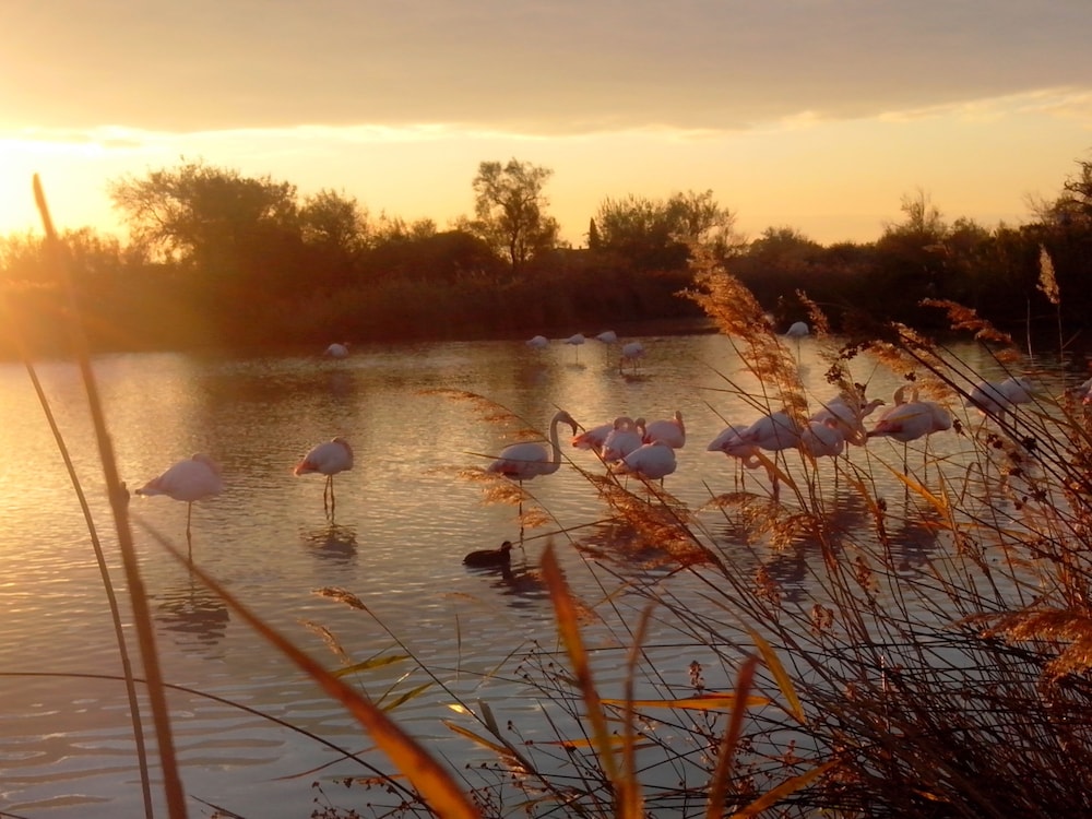Le Mazet De Jean en Camargue