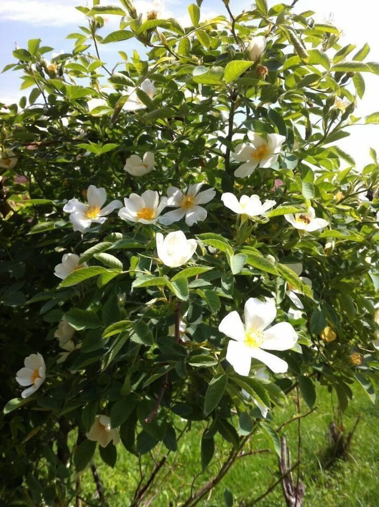 Photo 12