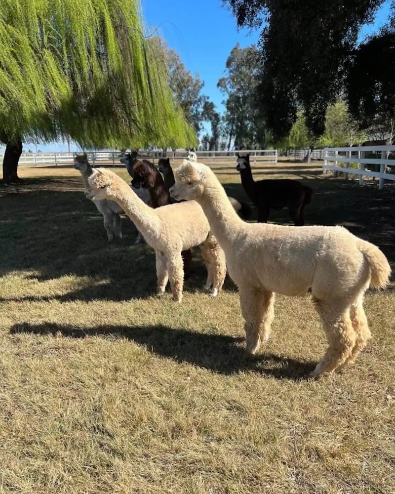 @ Marbella Lane - Alpaca Farm House l Pool