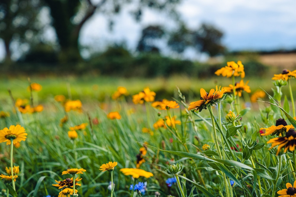 Andrus - Mayflower Meadow