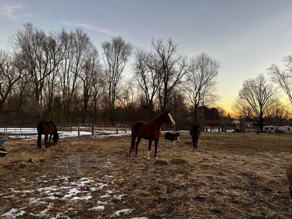 Ruby s Red Cabin Hot Tub Nature Horses Indy