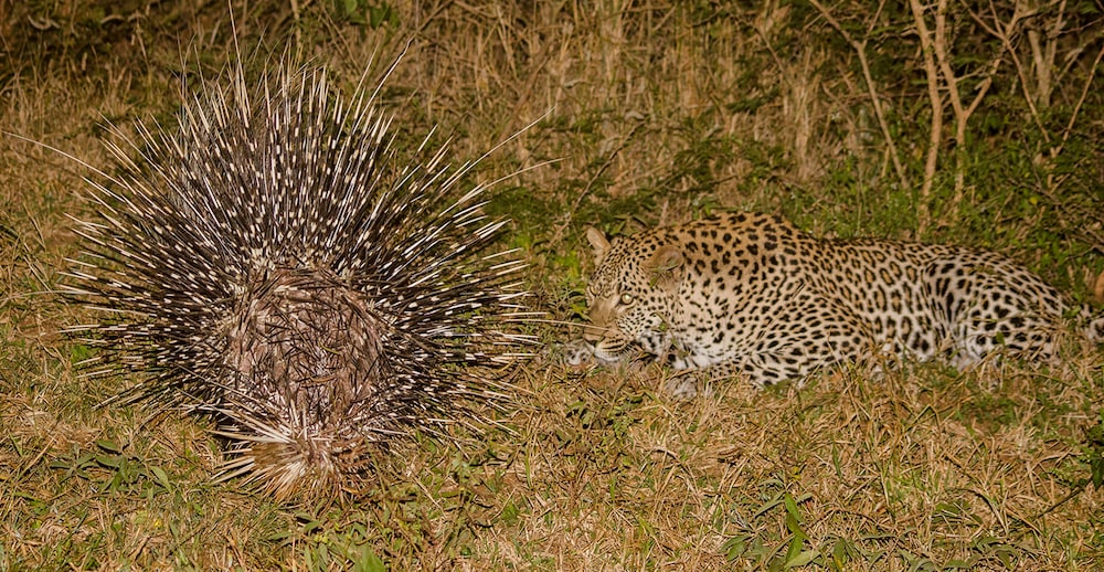 Elandela Private Game Reserve & Luxury Lodge