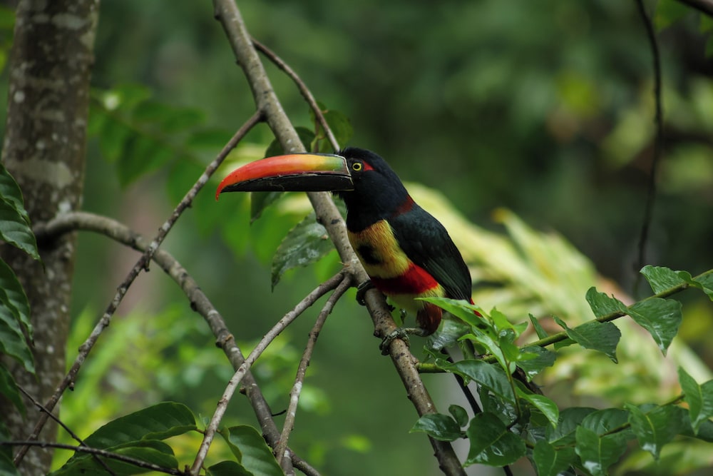 Jungle River Resort - Adults Only