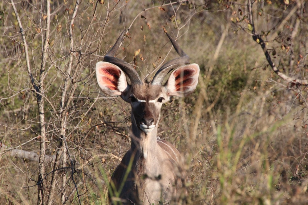 Baluleni Safari Lodge