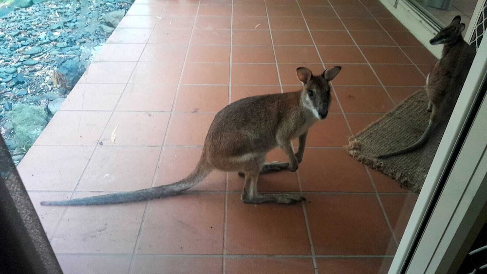 Wallaby Hideaway