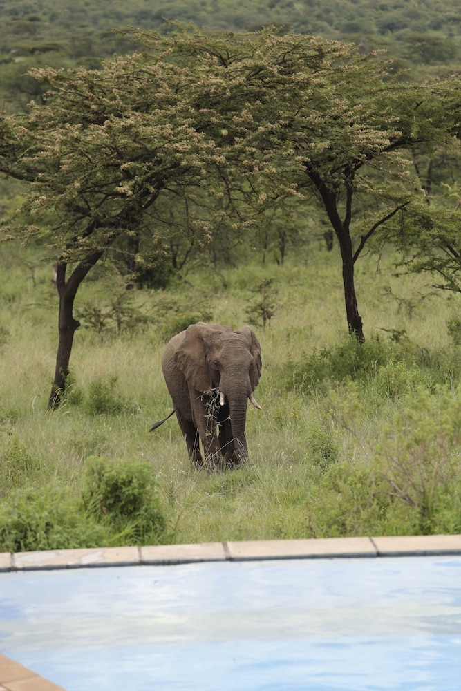 Spirit Of The Masai Mara